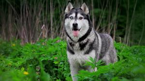 Husky dog, nature, animals wallpaper thumb