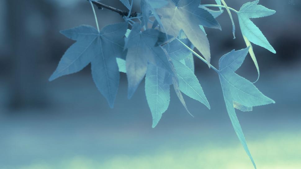 Blue Leaves in Depth of Field HD wallpaper,blue HD wallpaper,depth of field HD wallpaper,leaves HD wallpaper,1920x1080 wallpaper