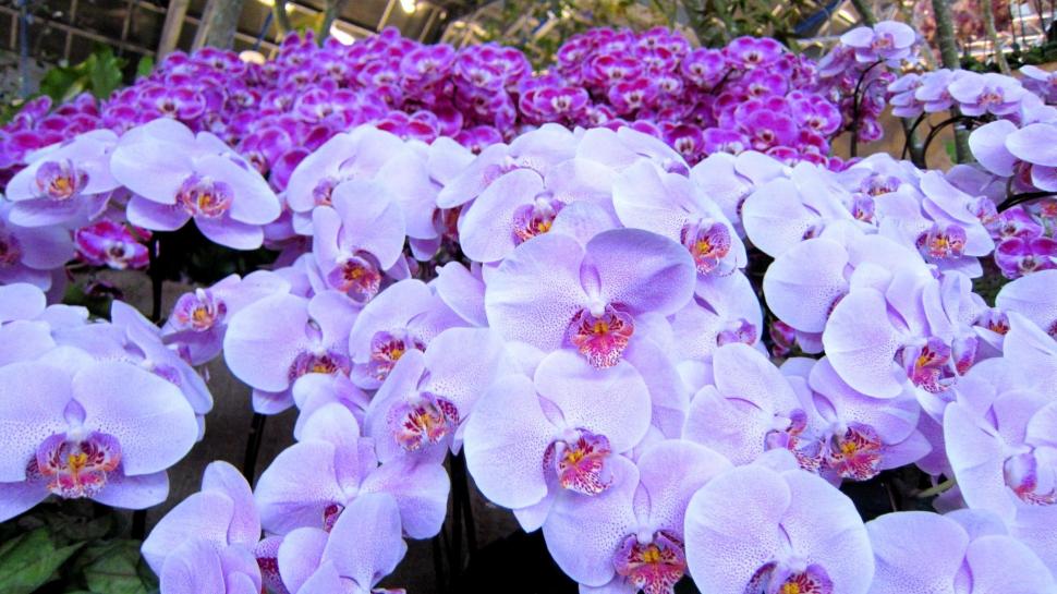 Beautiful Orchids wallpaper,purple HD wallpaper,orchids HD wallpaper,beautiful HD wallpaper,flowers HD wallpaper,nature & landscapes HD wallpaper,1920x1080 wallpaper