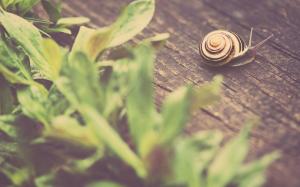 Snail Leaves Macro Warm HD wallpaper thumb