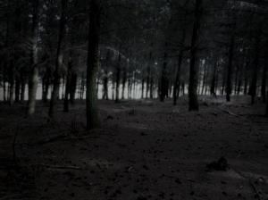 Dark Forest, Nature, Trees, Earth wallpaper thumb