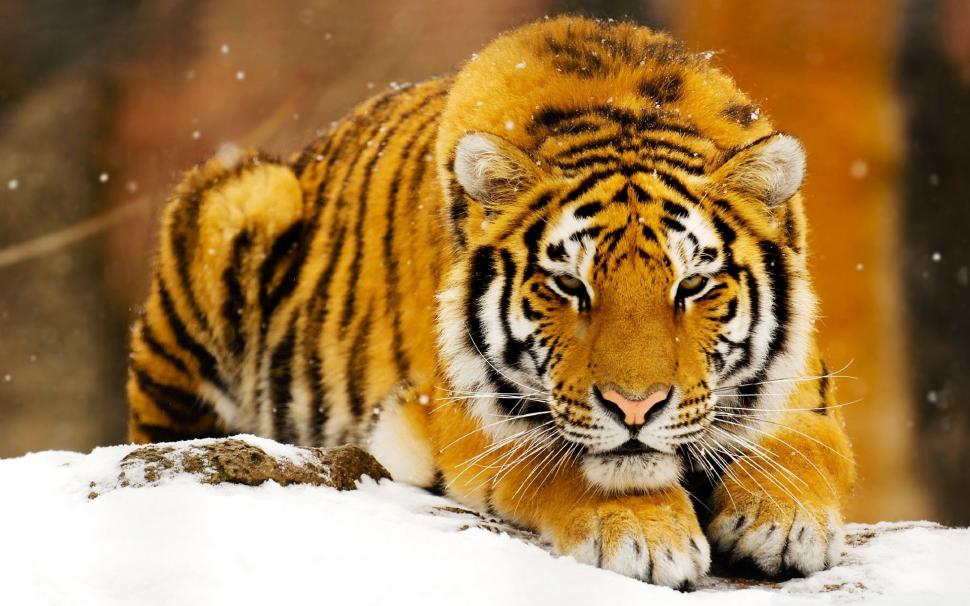 Siberian Snow Tiger wallpaper,siberian HD wallpaper,tiger HD wallpaper,snow HD wallpaper,1920x1200 wallpaper