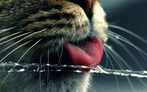 Water Close Cats Animals Macro Desktop Background Images wallpaper thumb