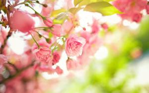 Tree Branches Pink Flowers Leaves Spring Macro Desktop Background Images wallpaper thumb