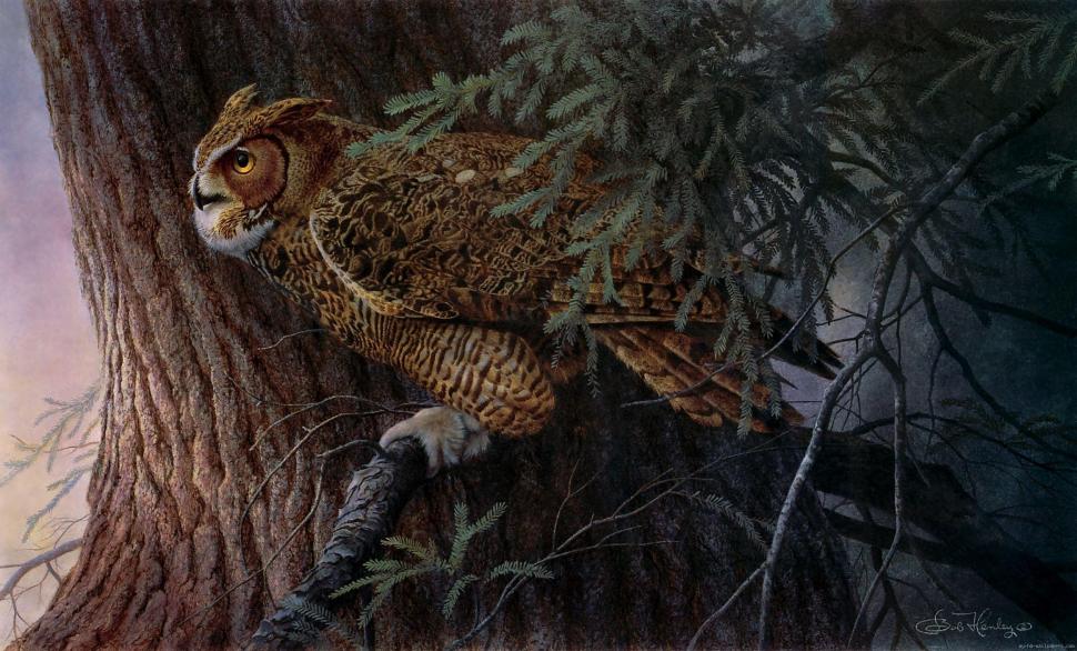 Owl on a tree wallpaper,owl HD wallpaper,animal HD wallpaper,bird HD wallpaper,night HD wallpaper,2329x1409 wallpaper