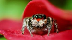 Spider Macro High Definition Nature s wallpaper thumb
