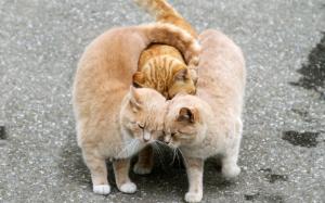 Three cats friendship wallpaper thumb