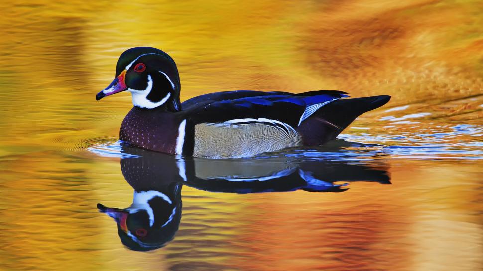 Bird, duck, swims wallpaper,Bird HD wallpaper,Duck HD wallpaper,Swims HD wallpaper,1920x1080 wallpaper