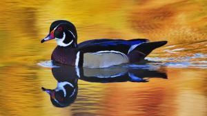 Bird, duck, swims wallpaper thumb