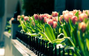 Spring tulips flower close-up, blurred photography wallpaper thumb