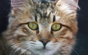 American Bobtail Cat Face wallpaper thumb