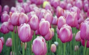 Pink Tulips wallpaper thumb