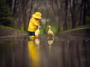 Small child with ducks wallpaper thumb
