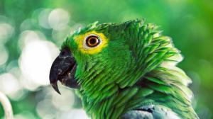 Another Green Parrot wallpaper thumb