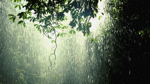 Raining Nature Free Widescreen wallpaper thumb