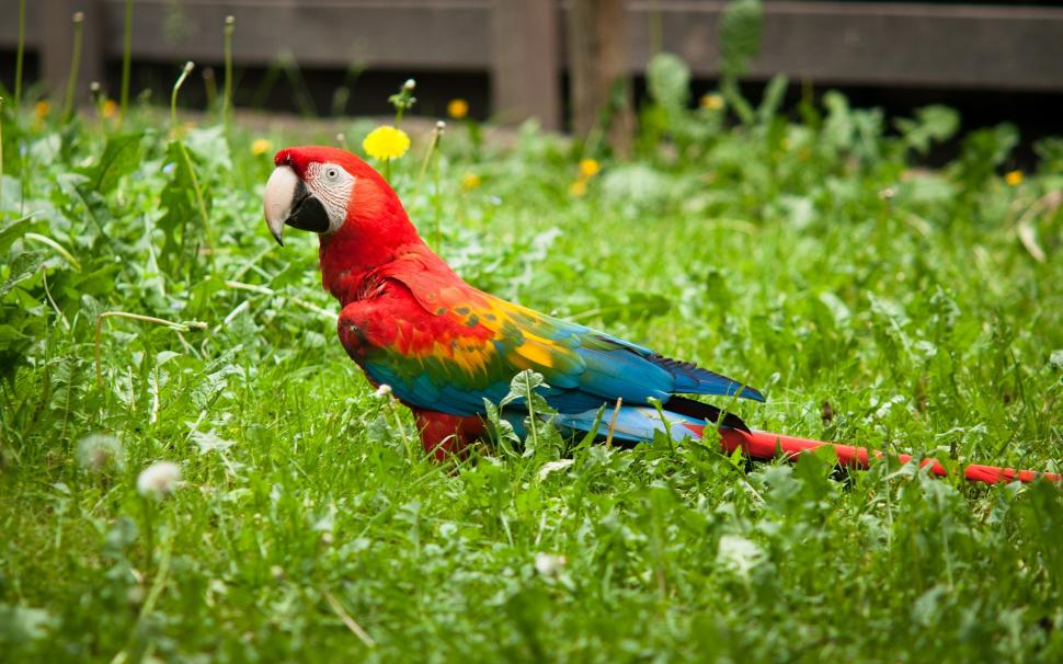 Colorful parrot bird in the grass wallpaper,Colorful HD wallpaper,Parrot HD wallpaper,Bird HD wallpaper,Grass HD wallpaper,1920x1200 wallpaper
