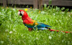 Colorful parrot bird in the grass wallpaper thumb