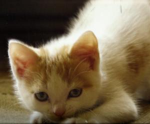 A White Kitten wallpaper thumb