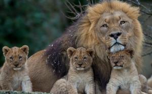 Lion with lion cubs wallpaper thumb