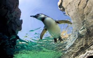 Penguin swimming wallpaper thumb