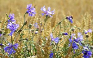Wheat field, blue flowers, cornflowers, summer wallpaper thumb