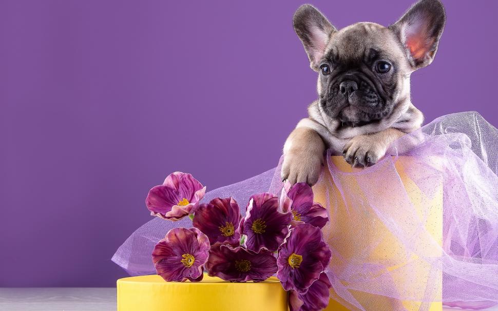 French puppy, flowers wallpaper,French HD wallpaper,Puppy HD wallpaper,Flowers HD wallpaper,2880x1800 wallpaper