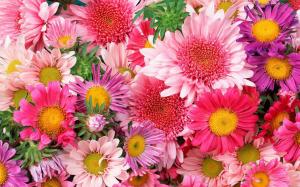 Colorful flowers, chrysanthemum, pink wallpaper thumb
