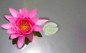 Pink flower, lotus, pond, water lily, leaf wallpaper thumb