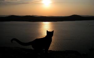 Silhouette Cat Sunset HD Free wallpaper thumb