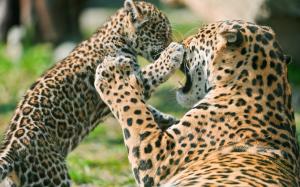 Jaguar Cub Fighting Mother wallpaper thumb