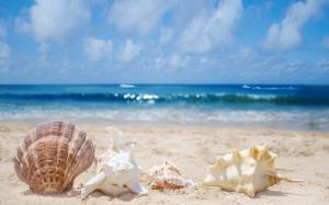Seashells in sand wallpaper thumb