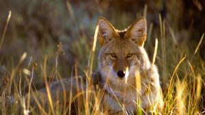 Wolf in the grass, Black Canyon, Gunnison National Park, USA wallpaper thumb