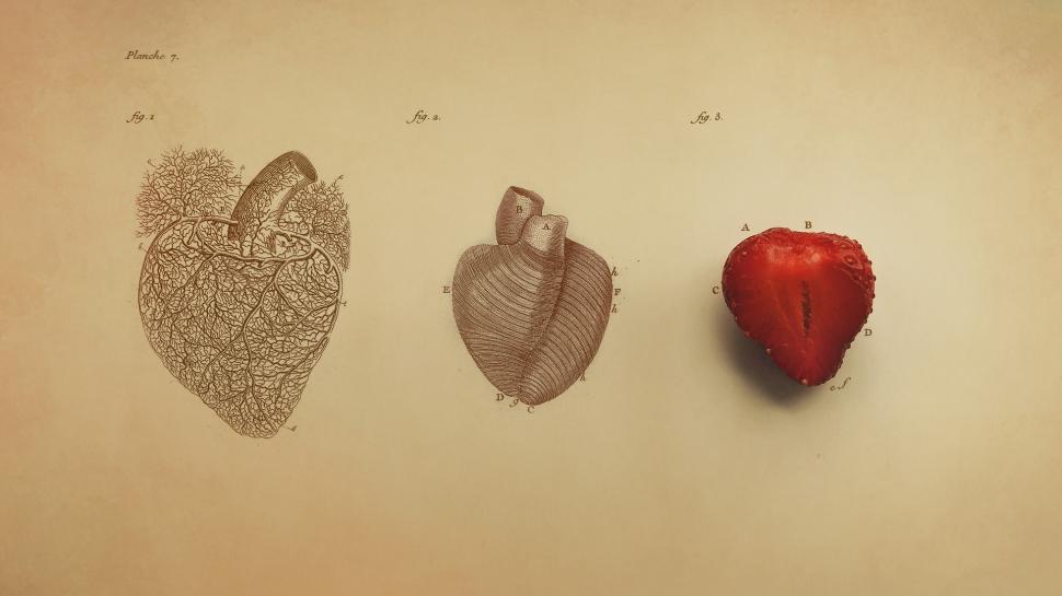 Hearts, Organ wallpaper,hearts HD wallpaper,organ HD wallpaper,1920x1080 wallpaper