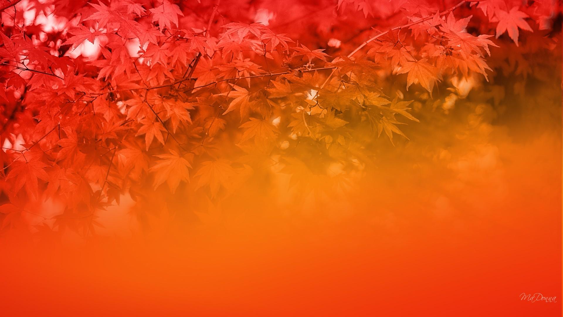 Autumns Majestic Colors wallpaper | nature and landscape | Wallpaper Better