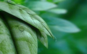 Green leaves with water droplets macro wallpaper thumb
