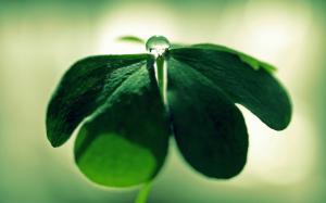 Clover plant close-up, green, dew wallpaper thumb