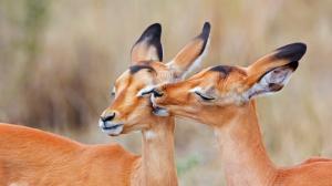 South Africa, impala, love kiss wallpaper thumb