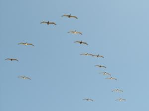 Pelicans In Flight wallpaper thumb