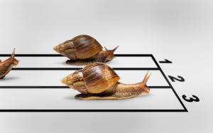Snail Race wallpaper thumb