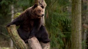 Bear climb tree, rest wallpaper thumb