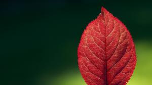 Red Leaf, Macro, Nature, Leaves wallpaper thumb