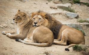 Couple lions vacation wallpaper thumb