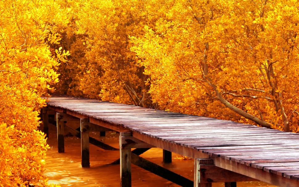 Autumn Yellow Trees wallpaper,trees HD wallpaper,fall HD wallpaper,yellow trees HD wallpaper,1920x1200 wallpaper