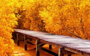 Autumn Yellow Trees wallpaper thumb