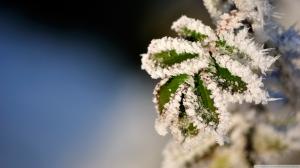 Snow Frost Ice Plant Leaves HD wallpaper thumb