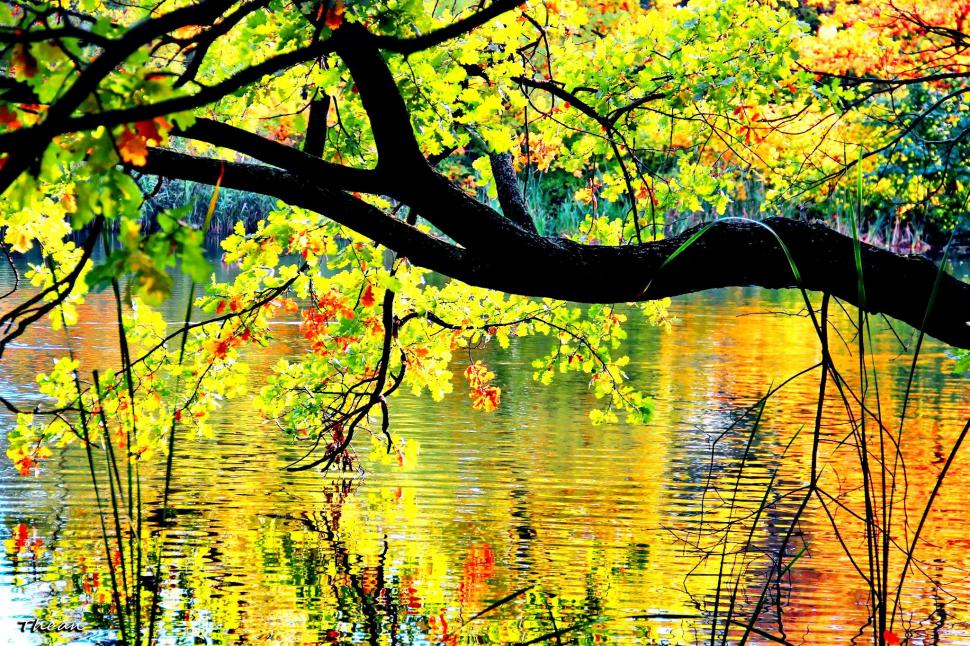 Autumn Branches Over The Pond wallpaper,lovely HD wallpaper,sunny HD wallpaper,lake HD wallpaper,nice HD wallpaper,fall HD wallpaper,beautiful HD wallpaper,trees HD wallpaper,mirrored HD wallpaper,colorful HD wallpaper,pretty HD wallpaper,reflection HD wallpaper,sunlight HD wallpaper,2048x1365 wallpaper