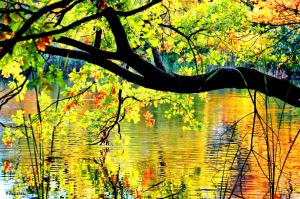 Autumn Branches Over The Pond wallpaper thumb