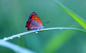 Morning dew, butterfly, close-up photography, fuzzy background wallpaper thumb