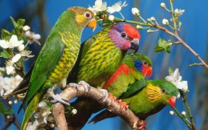 Four green parrots wallpaper thumb
