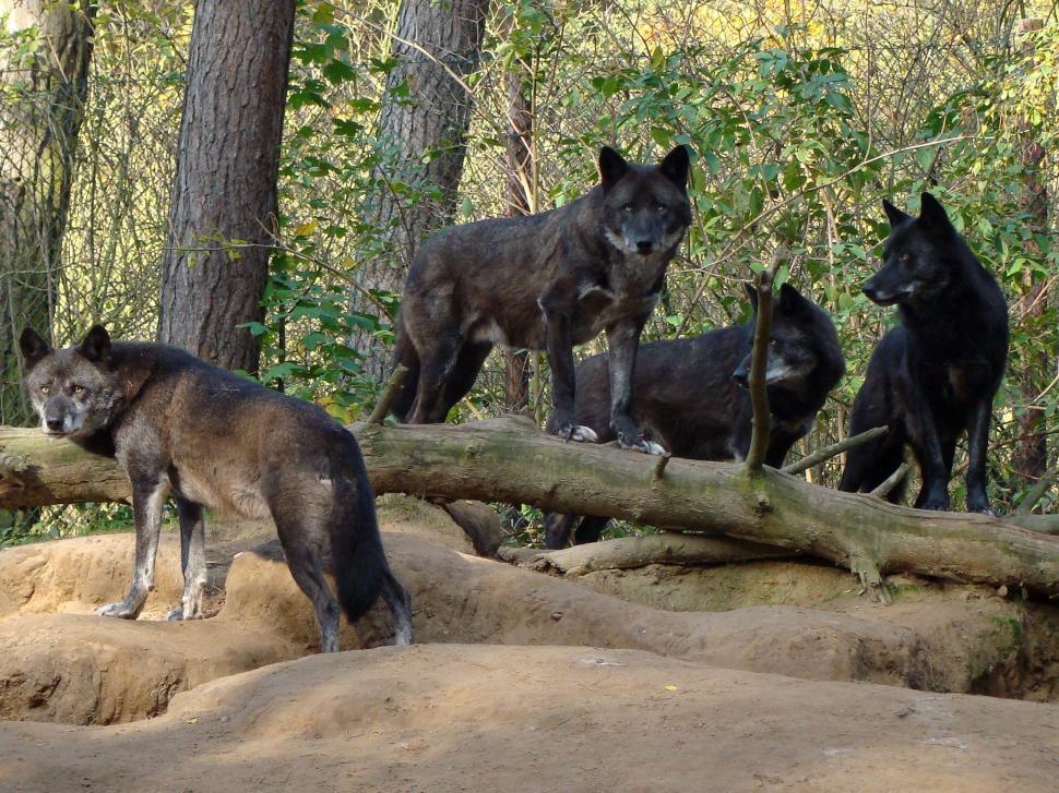 Pack Of Black Wolves In The Forest wallpaper,forest HD wallpaper,animals HD wallpaper,black HD wallpaper,nature HD wallpaper,pack HD wallpaper,wolf HD wallpaper,wolves HD wallpaper,2193x1644 wallpaper